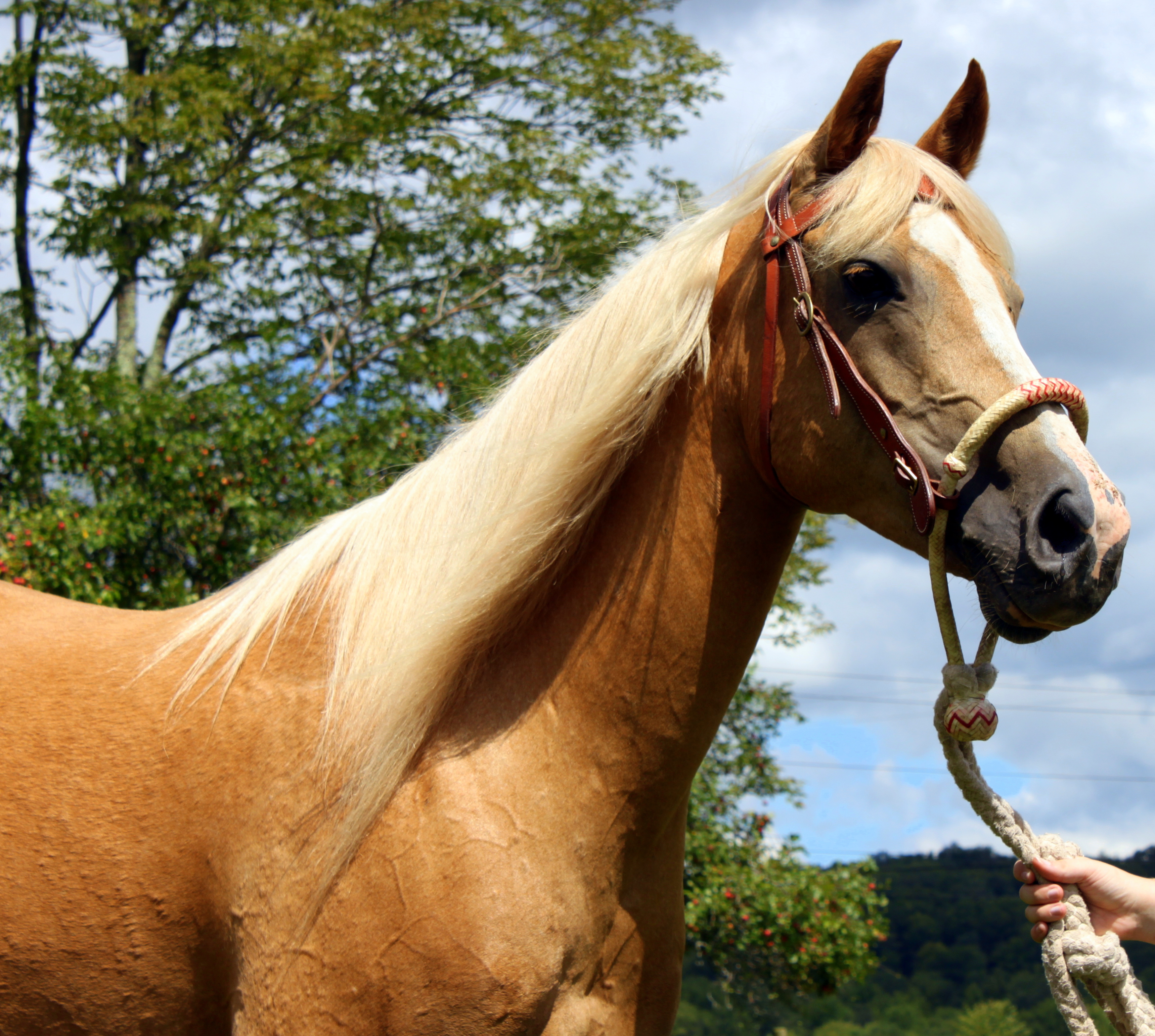 palomino arab