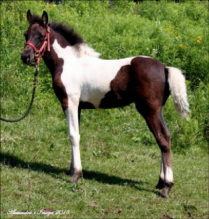 810100_smoky-black-tobiano-mft-filly_photo_1_1437179385_img.jpg