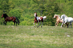 horsesrunningacrossfield.jpg