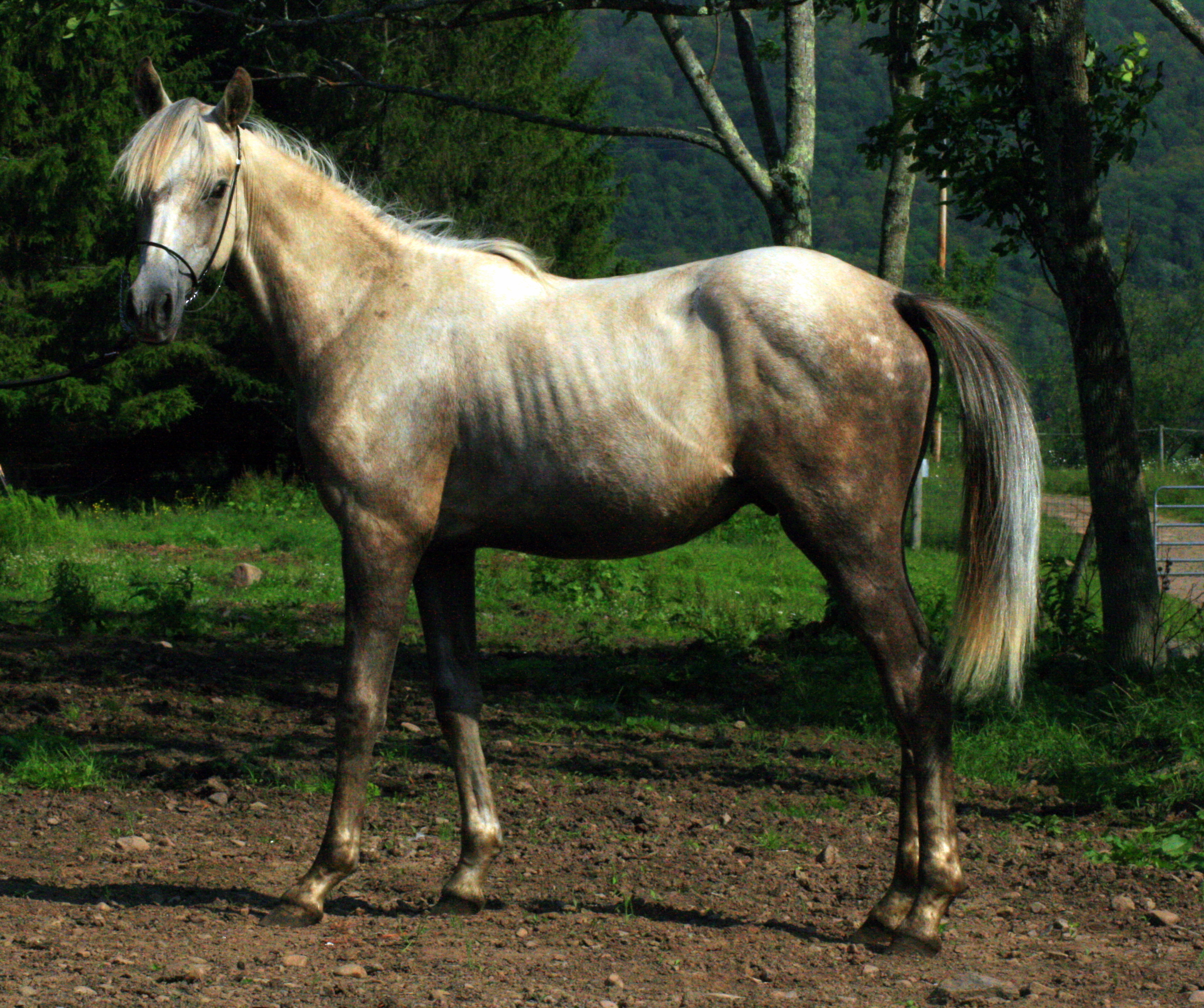 countcuteyearling.jpg