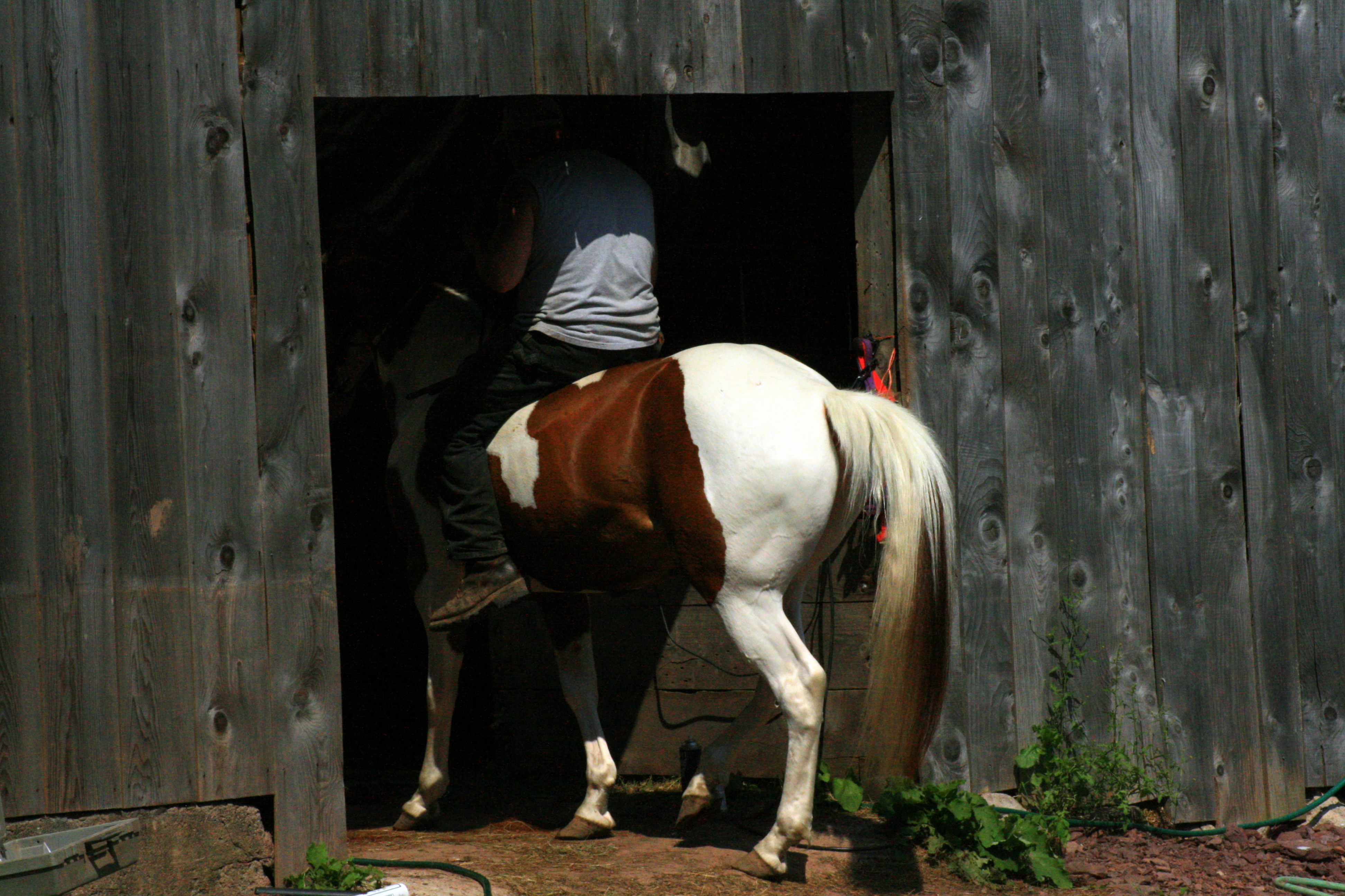 jimridingpatriotintobarn.jpg