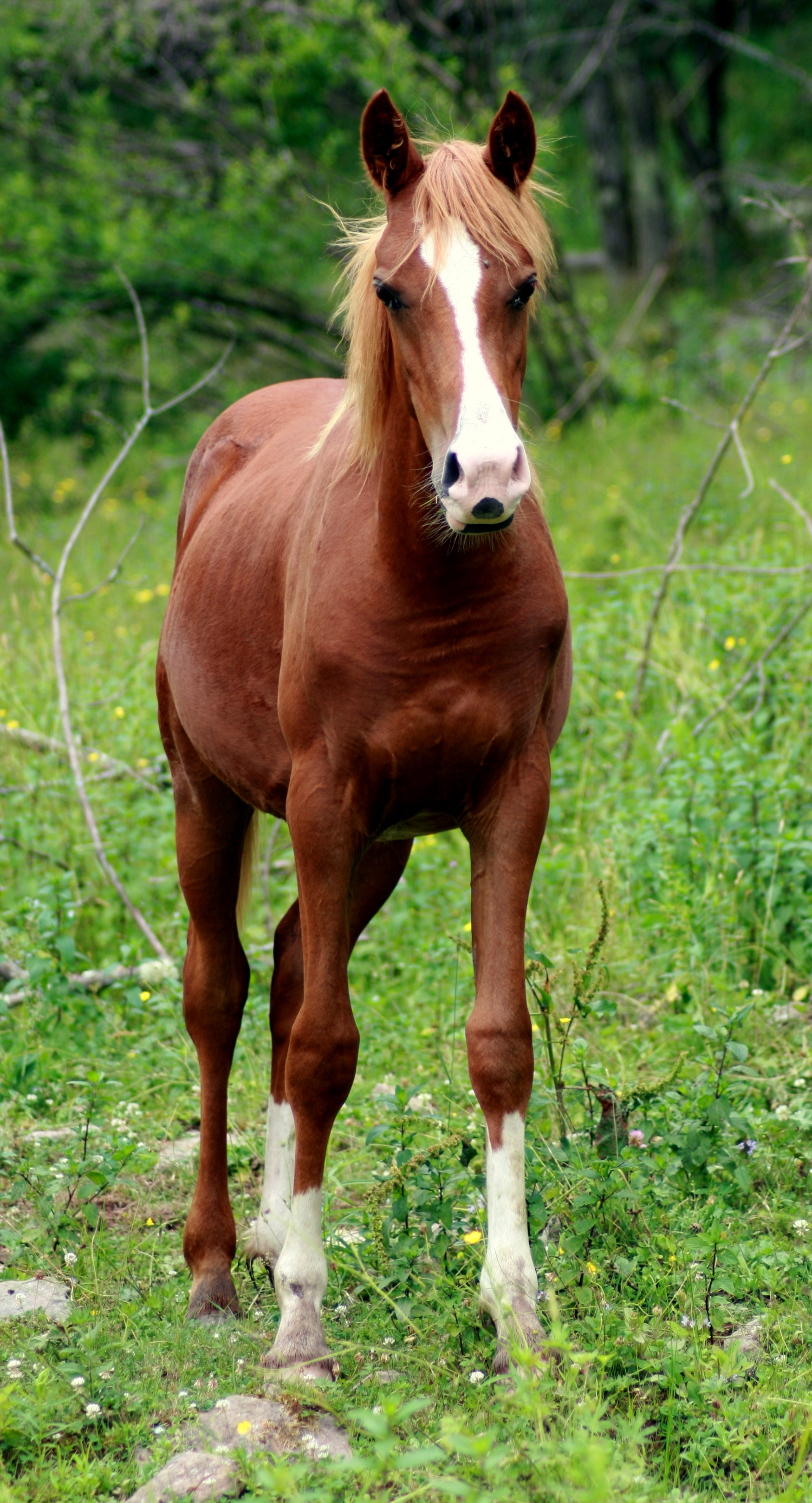 psoldierfrontyearling.jpg